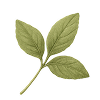 L-Theanine