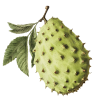 Soursop